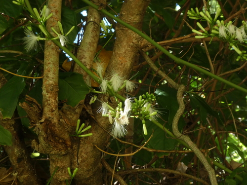 Archidendron lucyi, photograph 6
