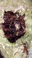 Dolichoderus decollatus