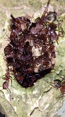 Dolichoderus decollatus