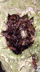 Dolichoderus decollatus