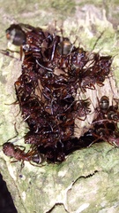 Dolichoderus decollatus