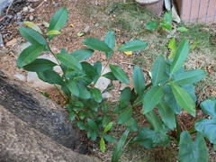 Syzygium cumini
