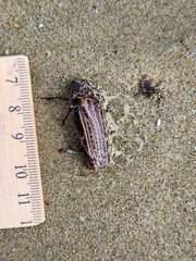 Prionoplus reticularis