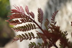 Vachellia macracantha