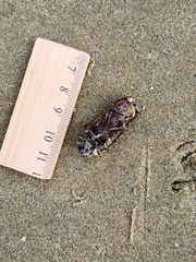 Prionoplus reticularis