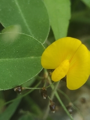 Arachis