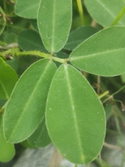 Arachis