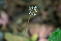 Allium tricoccum