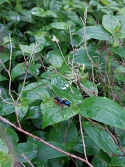 Diamma bicolor
