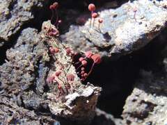 Marasmius haematocephalus