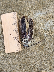 Prionoplus reticularis