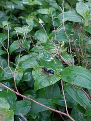 Diamma bicolor