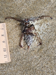 Prionoplus reticularis