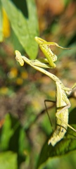 Stagmomantis tolteca