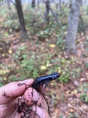 Plethodon chlorobryonis