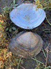 Utterbackiana suborbiculata