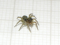 Chapoda
