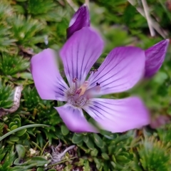 Gentianella cerastioides