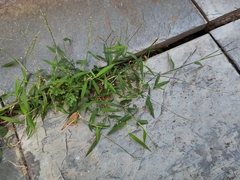 Digitaria radicosa