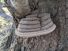 Polyporaceae