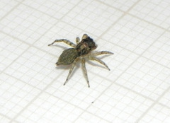 Chapoda