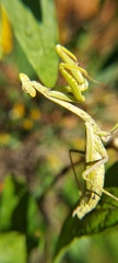 Stagmomantis tolteca