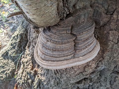 Polyporaceae