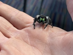 Phidippus regius