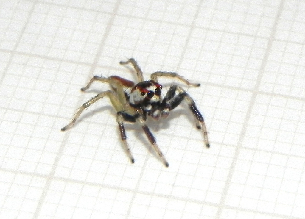 Chira guianensis