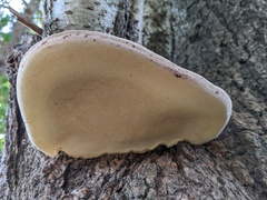 Polyporaceae