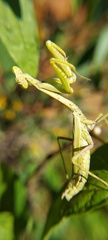 Stagmomantis tolteca