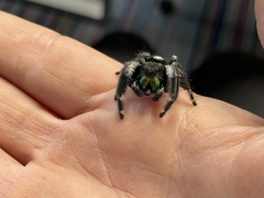Phidippus regius