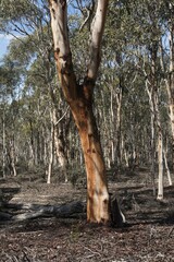 Eucalyptus accedens