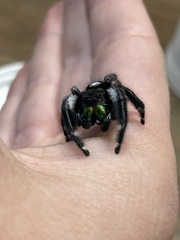 Phidippus regius