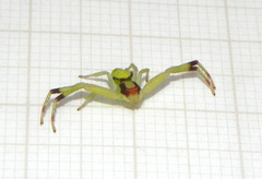 Misumenops