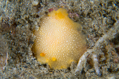 Doriopsilla gemela