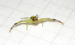 Misumenops