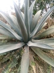 Agave cordillerensis