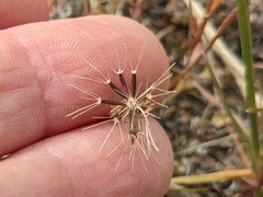 Microseris douglasii tenella