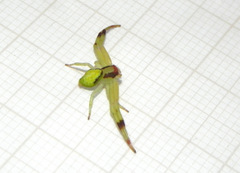Misumenops