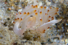 Apata pricei