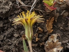 Microseris douglasii tenella