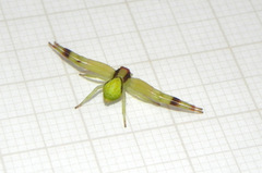 Misumenops