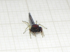 Ceriomura