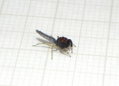 Ceriomura