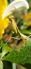 Stagmomantis tolteca