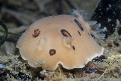 Diaulula sandiegensis