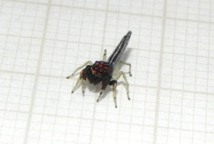 Ceriomura
