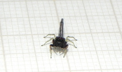 Ceriomura