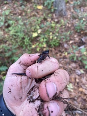 Plethodon chlorobryonis